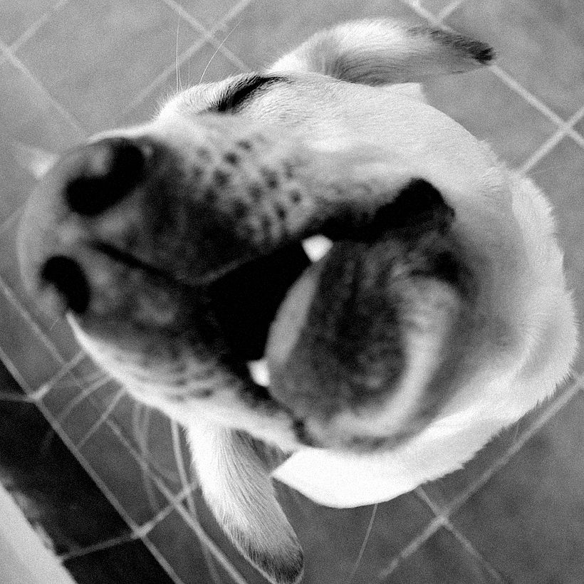 TRIPTICO DOG 3