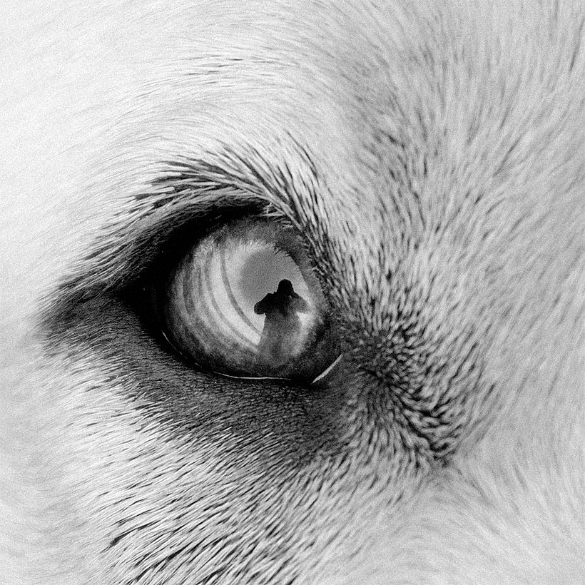 TRIPTICO DOG 2