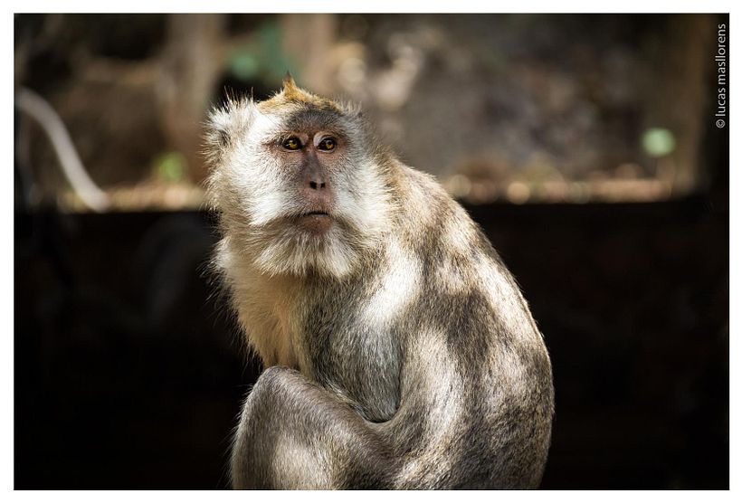 Stock - Indonesioa 15