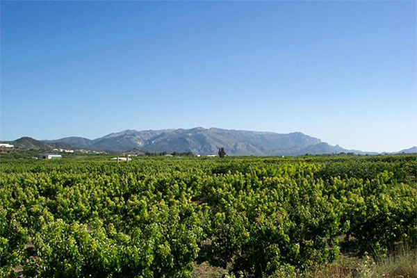 Vega de Pliego 1
