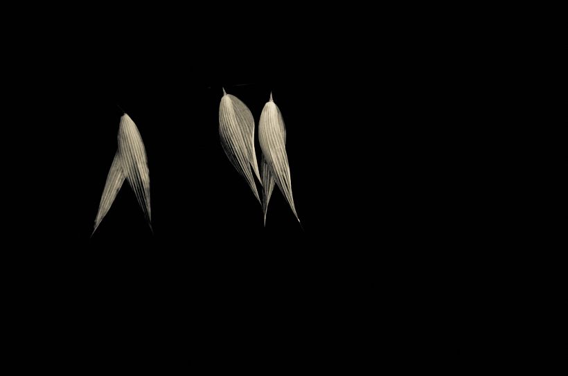 Formas de la Oscuridad 12