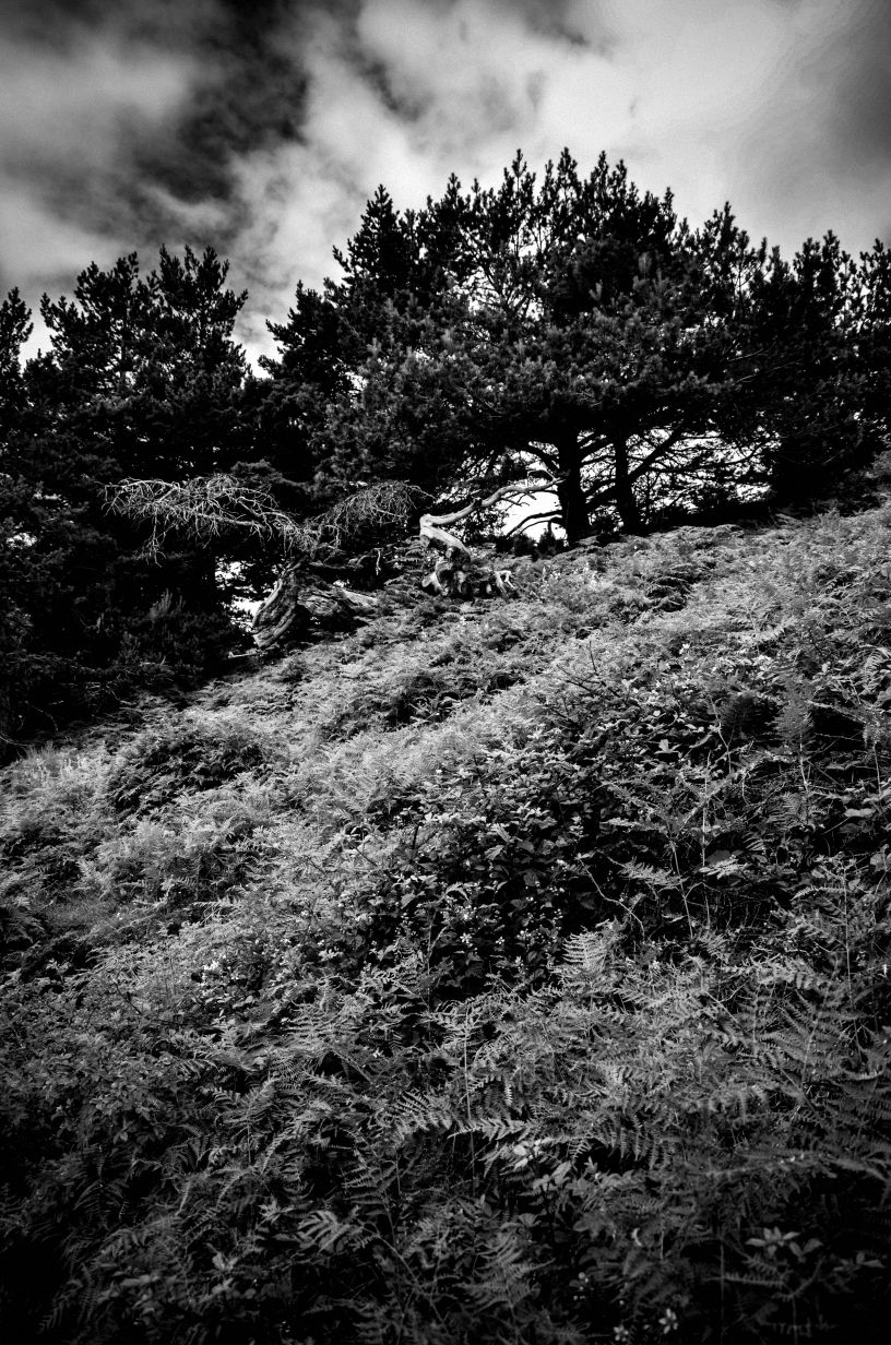 Gigantes de Madrid 12