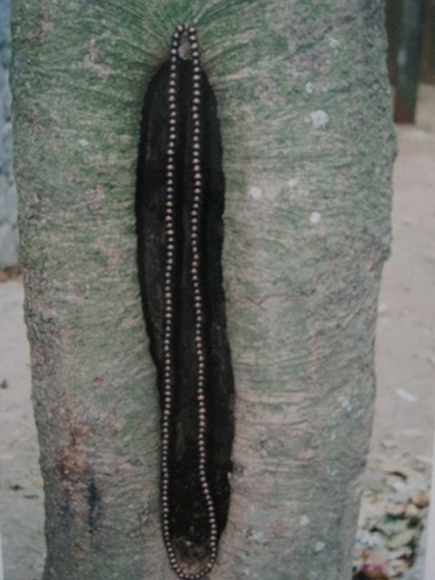 Collares 5