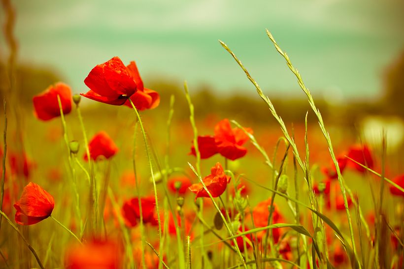 Amapolas y otras flores 1