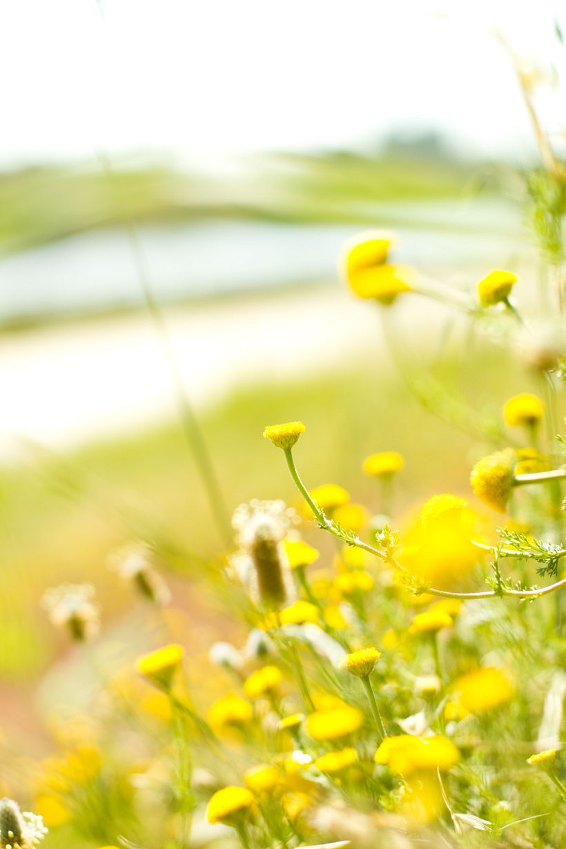 Amapolas y otras flores 4