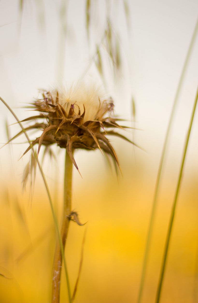 Amapolas y otras flores 3
