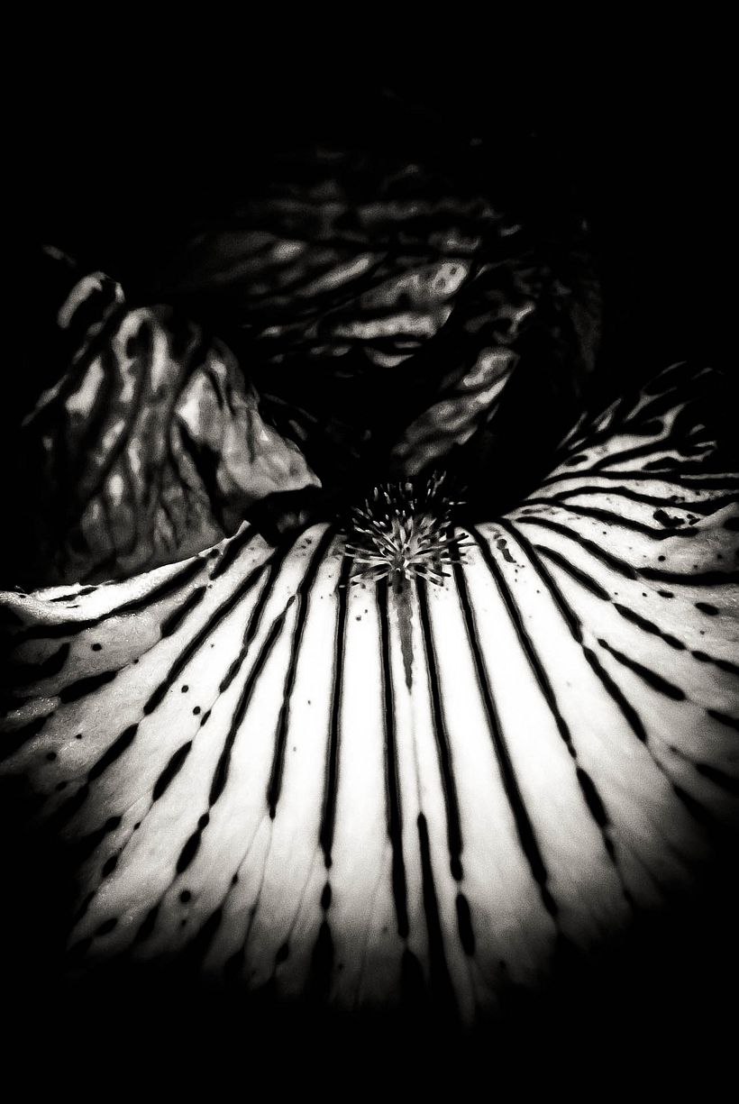 Formas de la Oscuridad 2