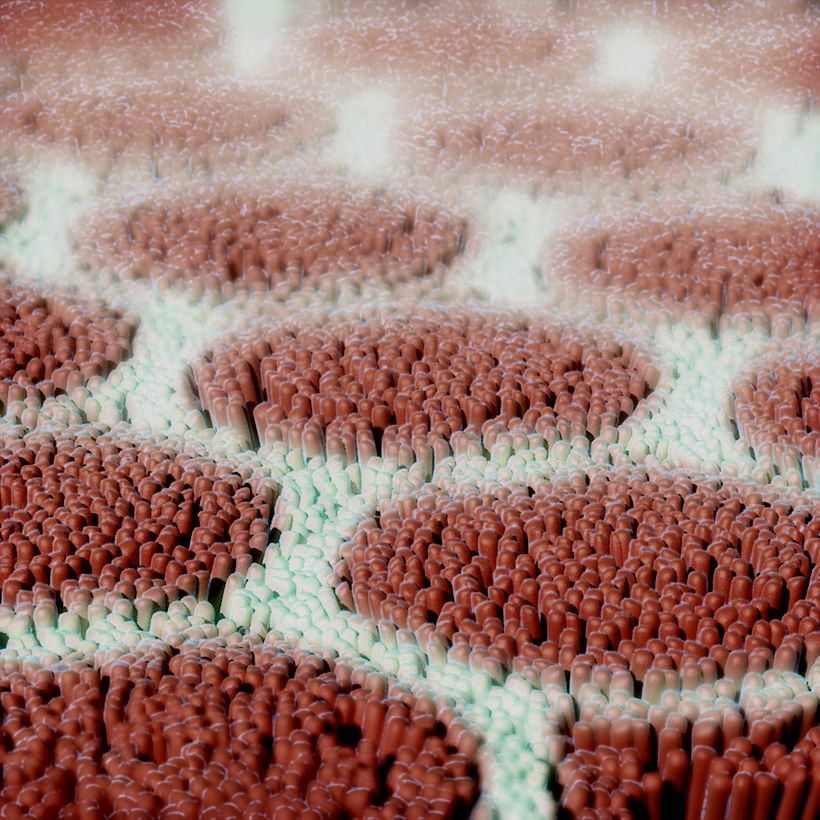 Milk Barrier on Intestinal Villus 1