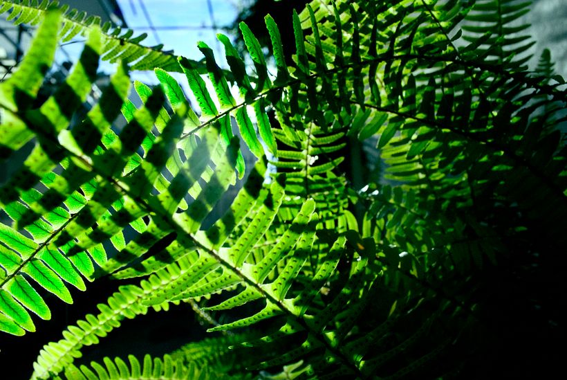Flora y fauna 5