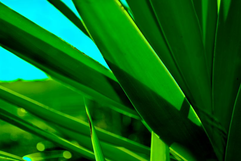 Flora y fauna 4