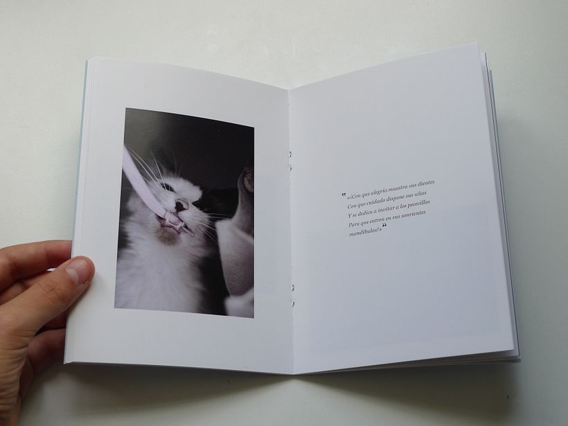 Miau 10