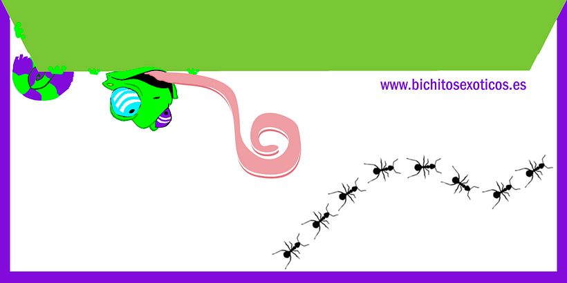 Bichitos - Diseño