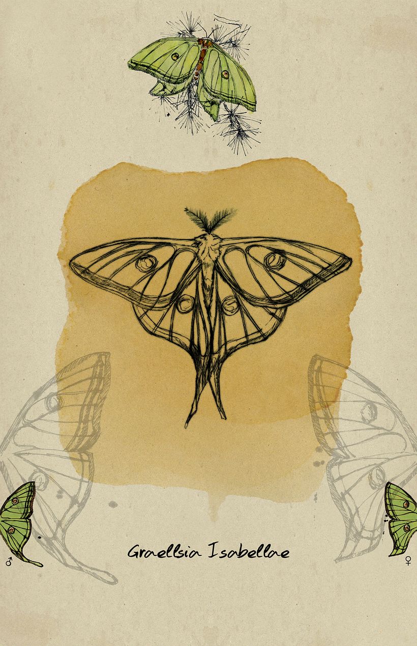 Graellsia Isabellae 0