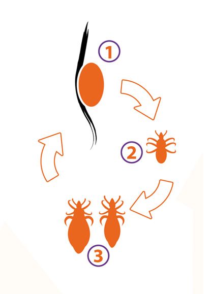 Maquetación y diseño de soportes para campaña de Paranix 6