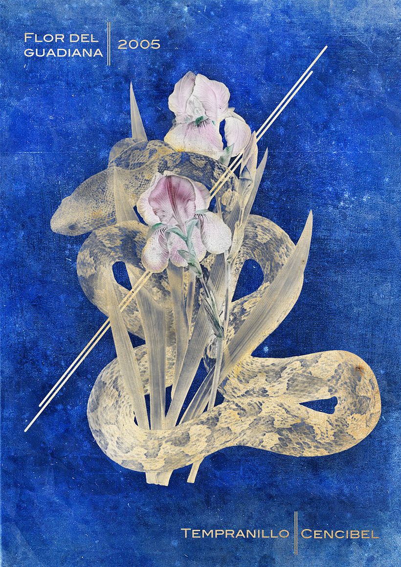 Abadía Negra y Flor del Guadiana D.O 4