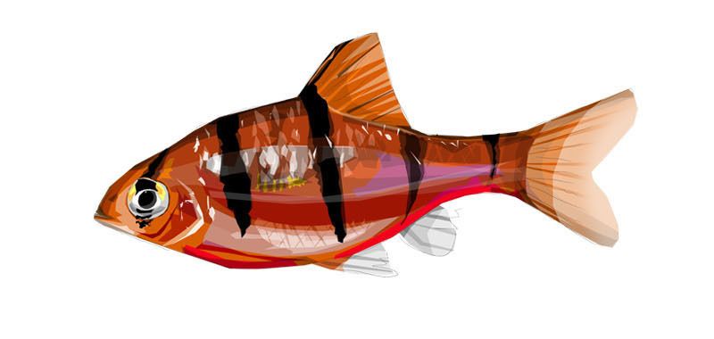 zoo bamako # mali / fishes 0