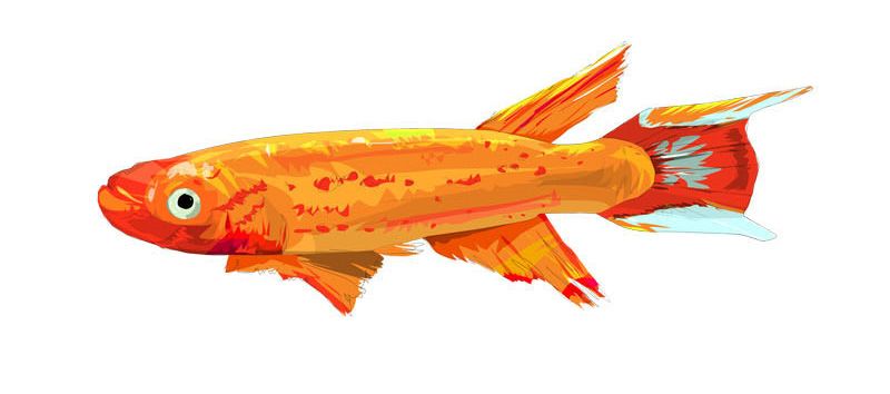 zoo bamako # mali / fishes 2