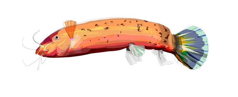 zoo bamako # mali / fishes 9
