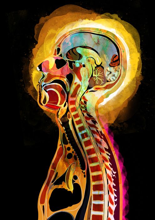 Anatomía 1