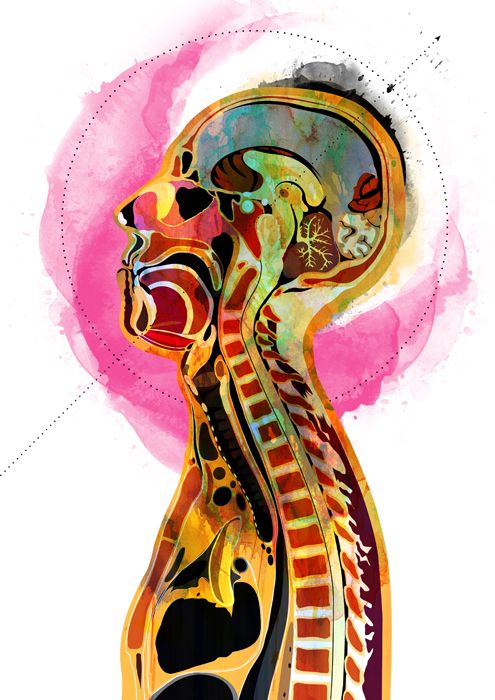 Anatomía 2
