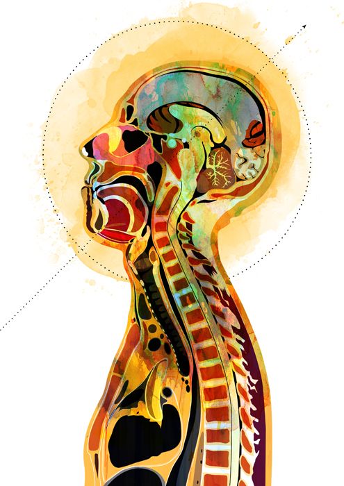 Anatomía 3