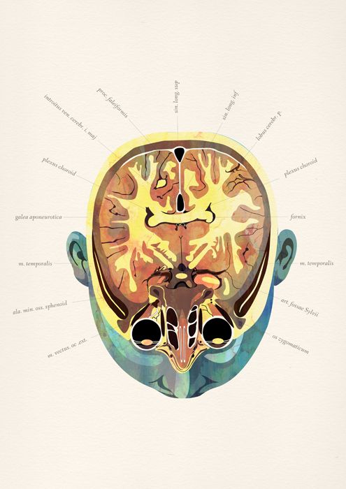 Anatomía 5