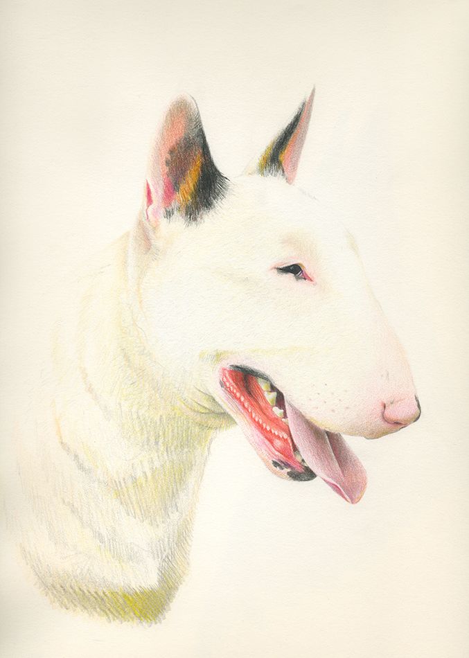 ANIMALARIO I 2