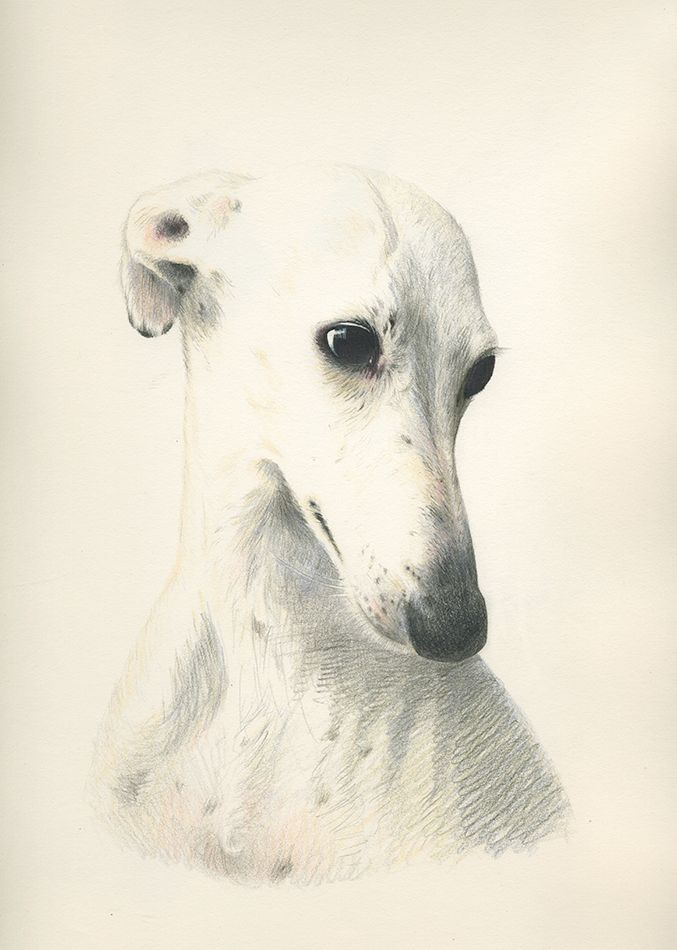 ANIMALARIO I 0