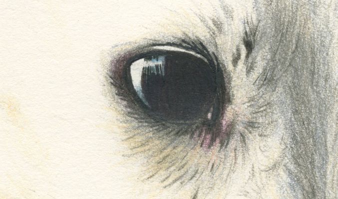 ANIMALARIO I 1