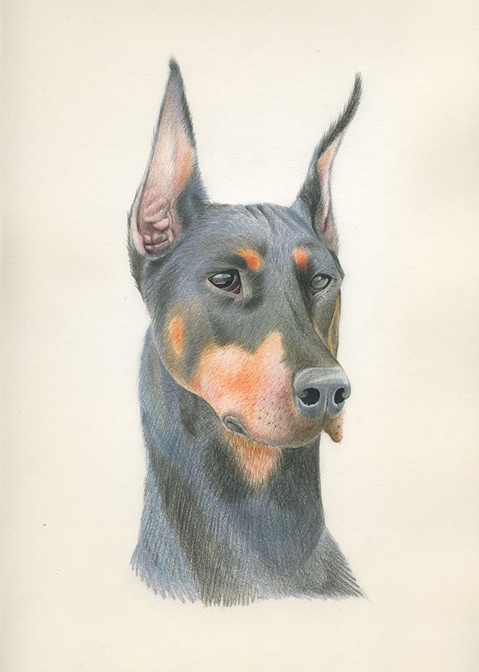 ANIMALARIO I 4