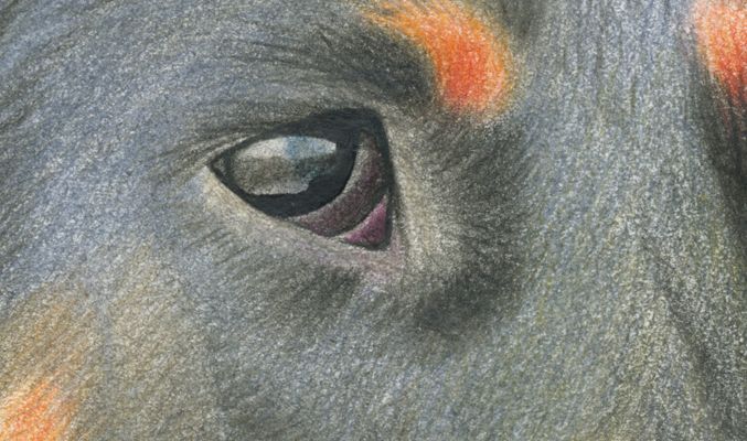 ANIMALARIO I 5