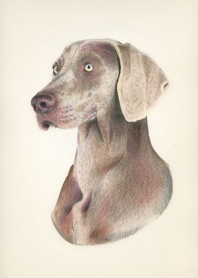 ANIMALARIO I 6