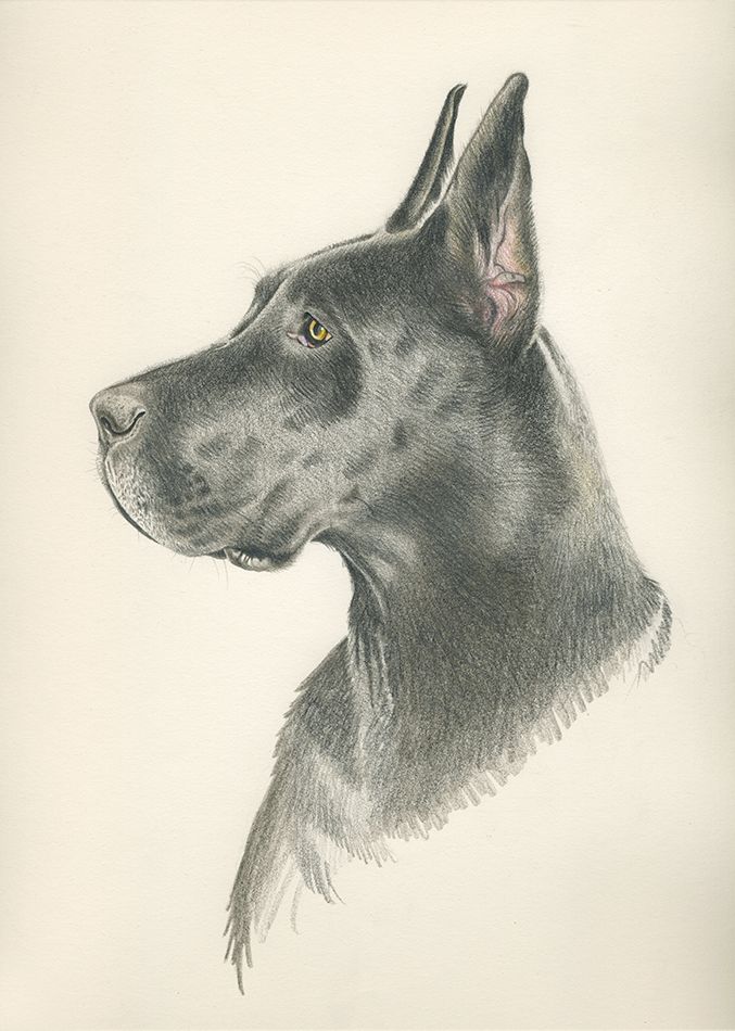 ANIMALARIO I 8