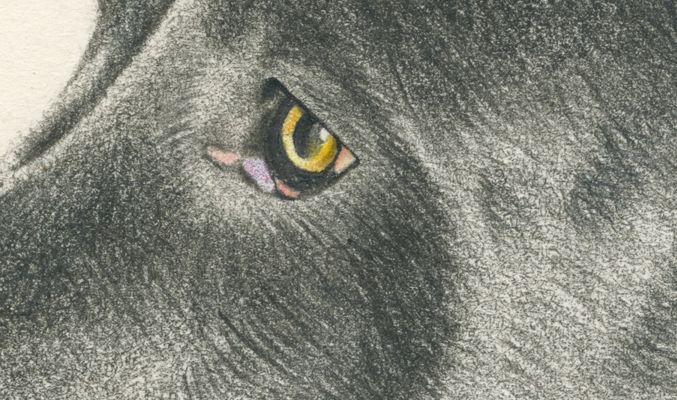 ANIMALARIO I 9