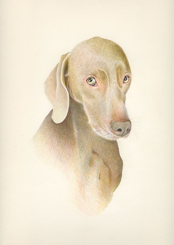 ANIMALARIO I 10
