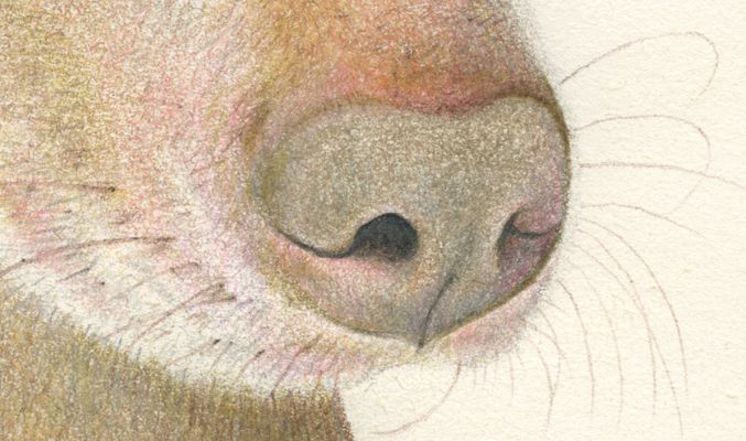 ANIMALARIO I 11