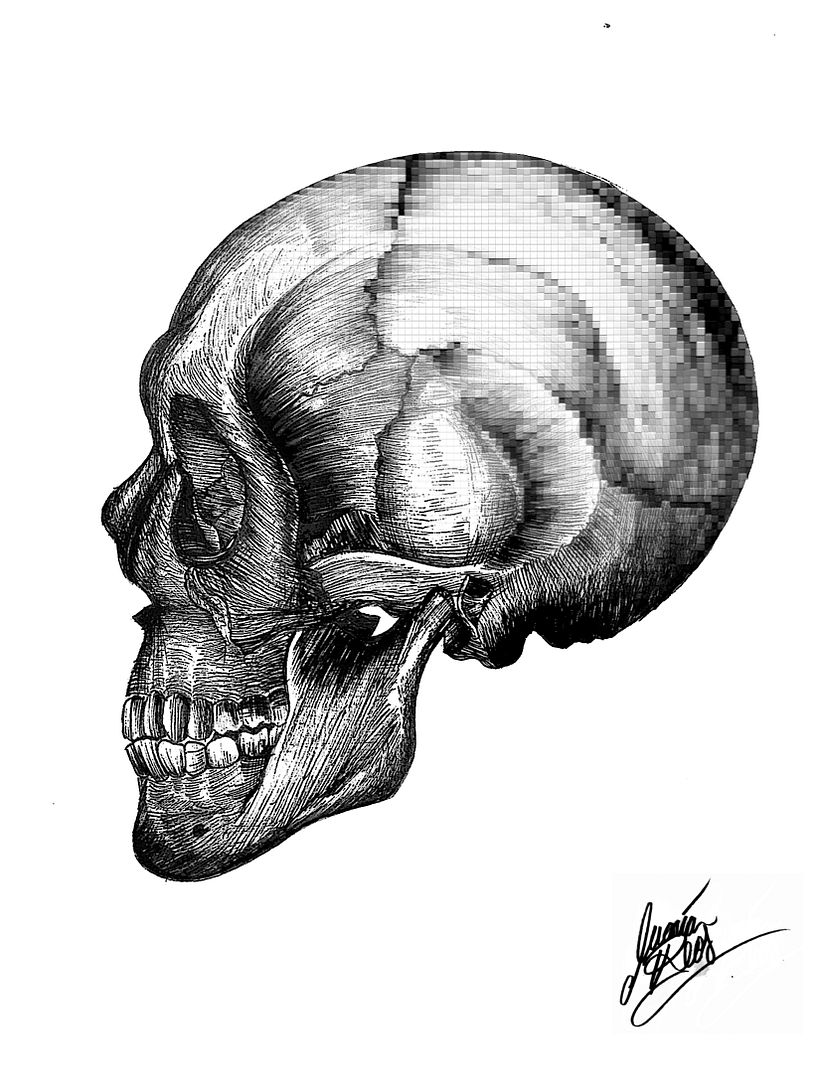 Anatomía 1