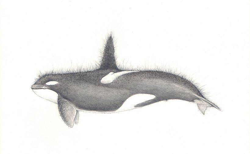ESTROS - Traditional illustration