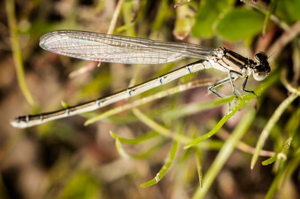 Macro Photography - Bugs 3