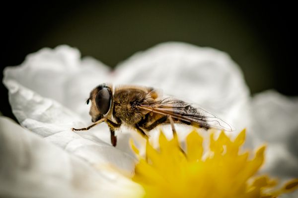 Macro Photography - Bugs 5