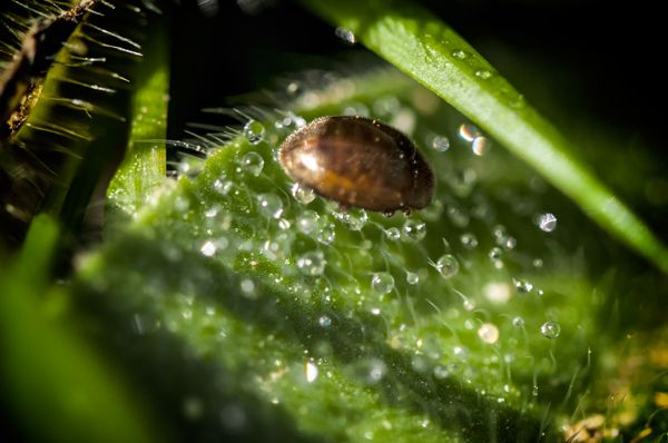 Macro Photography - Bugs 8