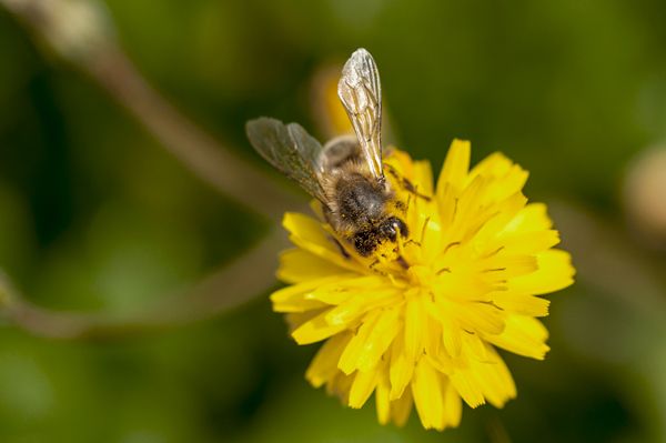 Macro Photography - Bugs 6