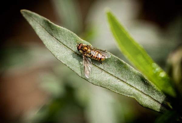 Macro Photography - Bugs 7
