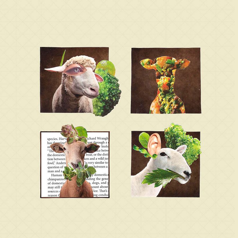 Sheep 2D -1