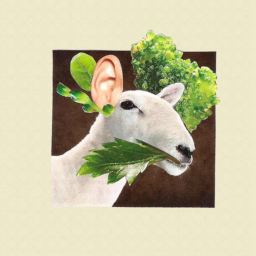 Sheep 2D 2