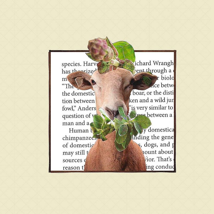 Sheep 2D 3