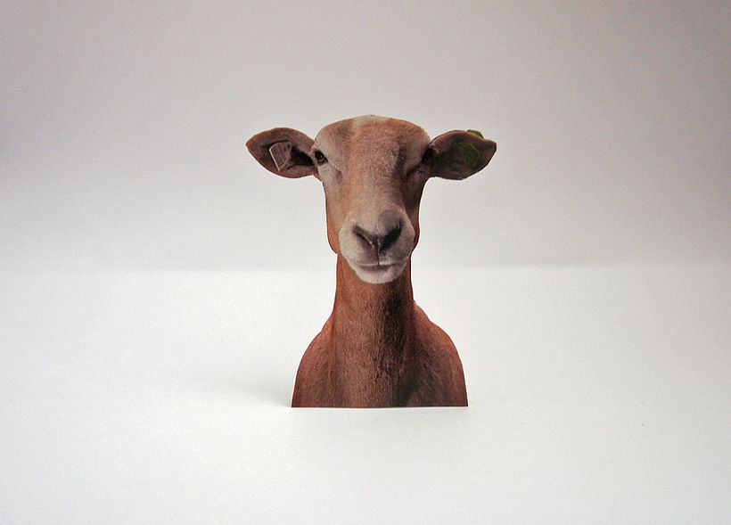 Sheep 2D 4
