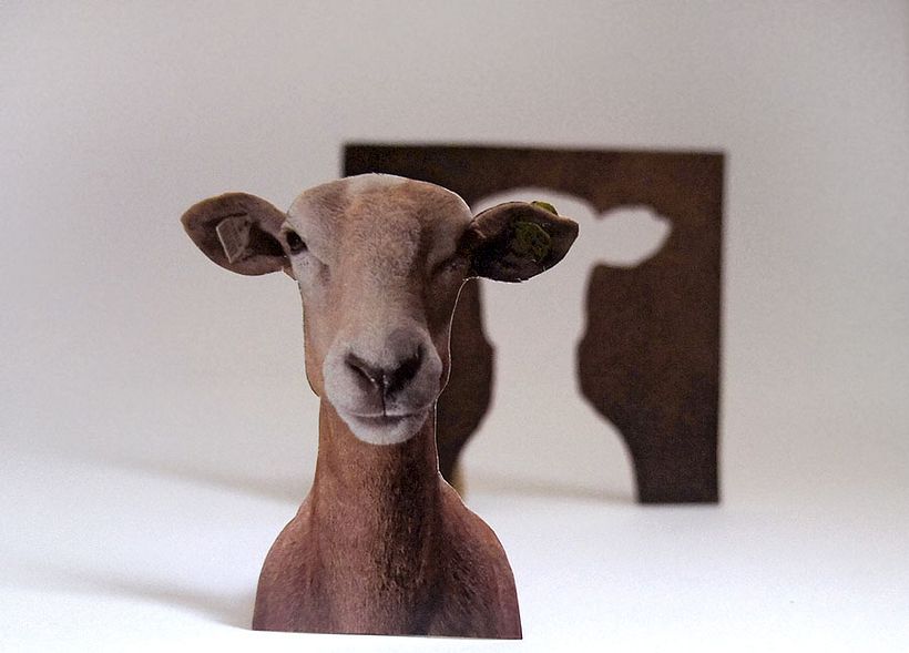 Sheep 2D 5