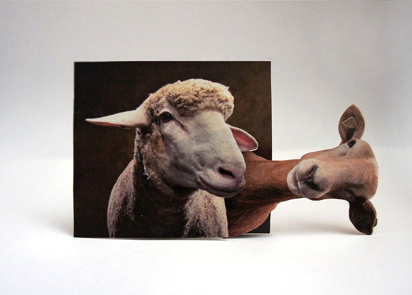 Sheep 2D 9