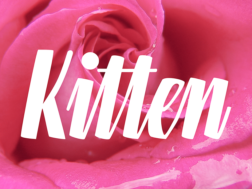 Editorial Kitten 1